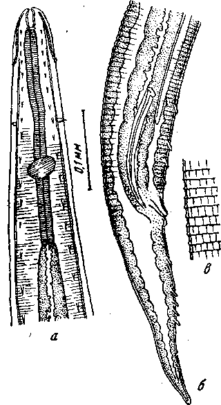 Tetrameres (Petrowimeres) striatus Oschmarin, 1956