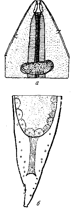 Tetrameres (Gynaecophila) gynaecophila (Molin, 1858) (по Сера, 1915)
