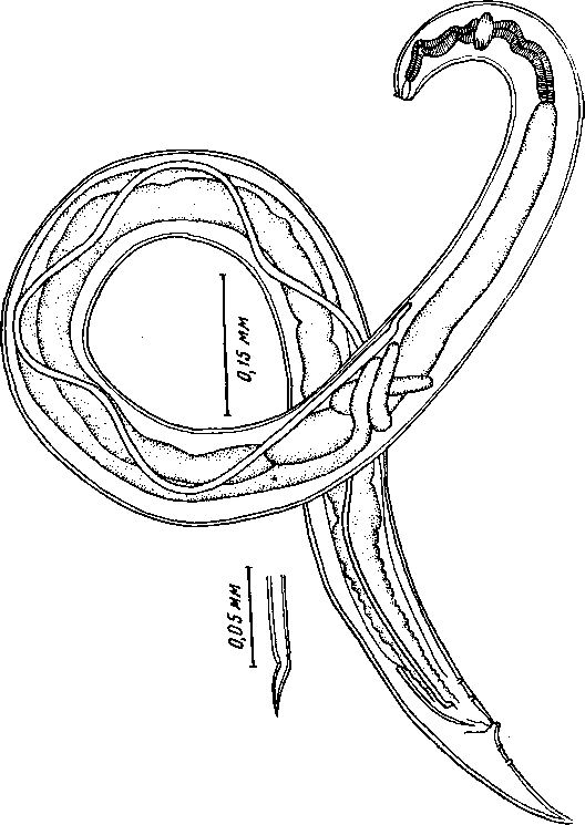 Microtetrameres oriolus orientalis Oschmarin, 1956 (по Ошмарину, 1956)