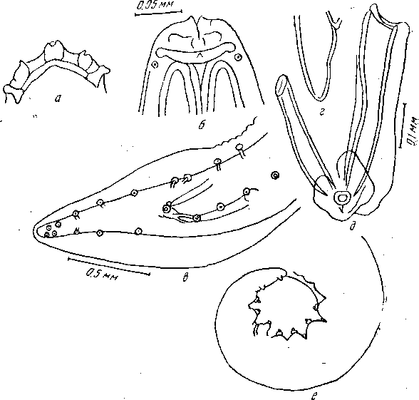 Protospirura muricola Gedoejst, 1916 (а — g по Фостеру и Джонстону, 1939; е — по Гедэльсту, 1916)