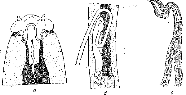 Cyrnea (Procymea) leptoptera (Rudolphi, 1819) Chabaud, 1958
