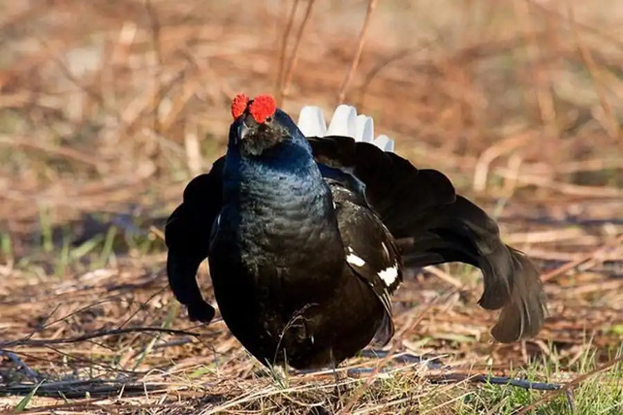 Данные по биологии и охоте на боровую дичь на севере европейской части России Данные по биологии и охоте на боровую дичь на севере европейской части России