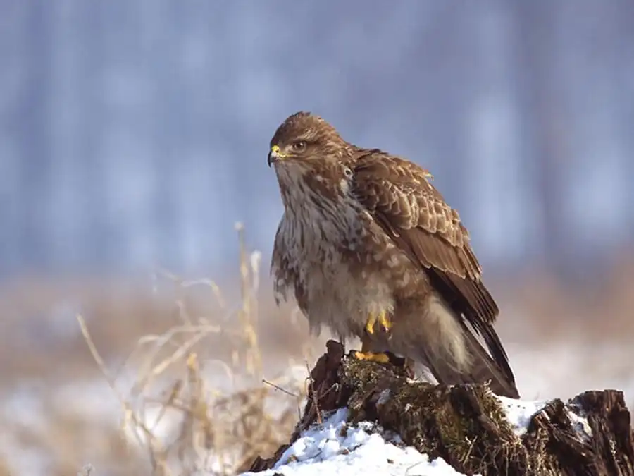 Обыкновенный канюк (Buteo buteo)