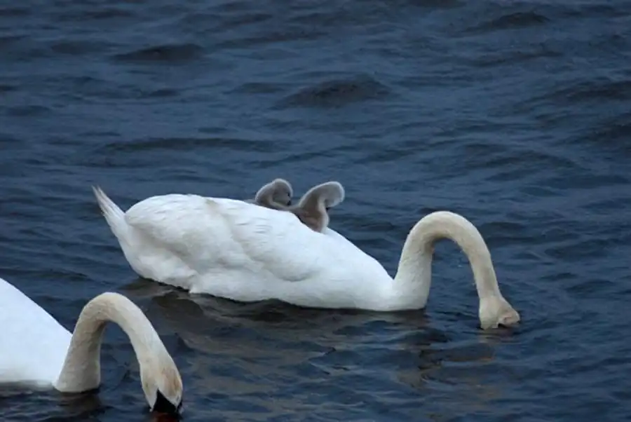 Птенцы лебедя-шипуна Птенцы лебедя-шипуна