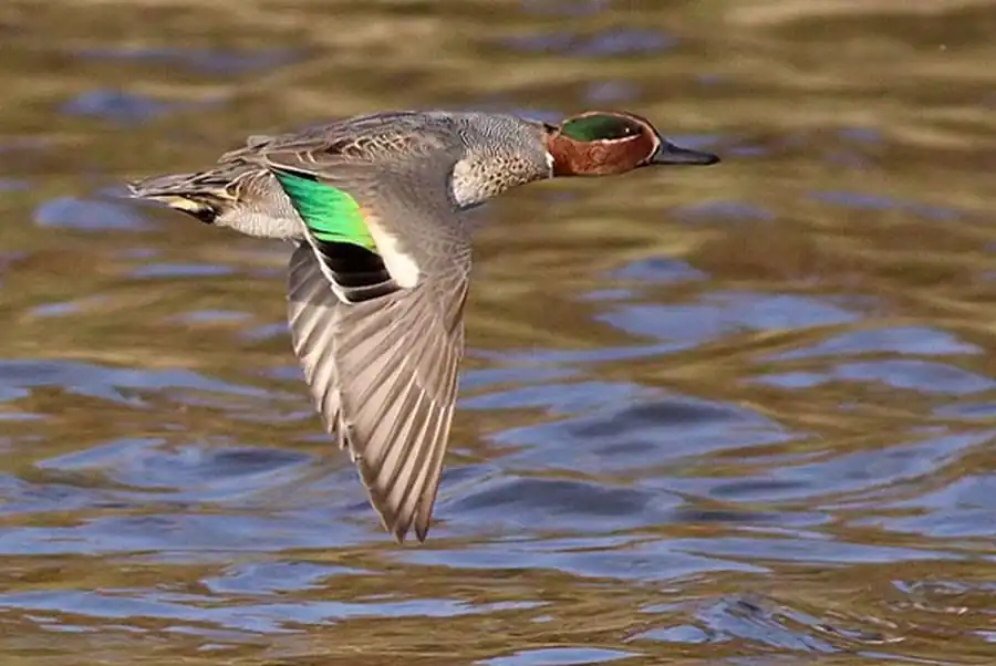 Изучения осеннего пролета уток Изучения осеннего пролета уток