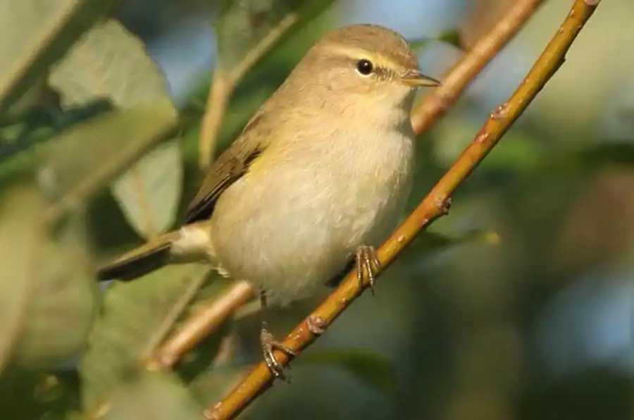 Особенности поведения пеночек в гнездовой период Особенности поведения пеночек в гнездовой период