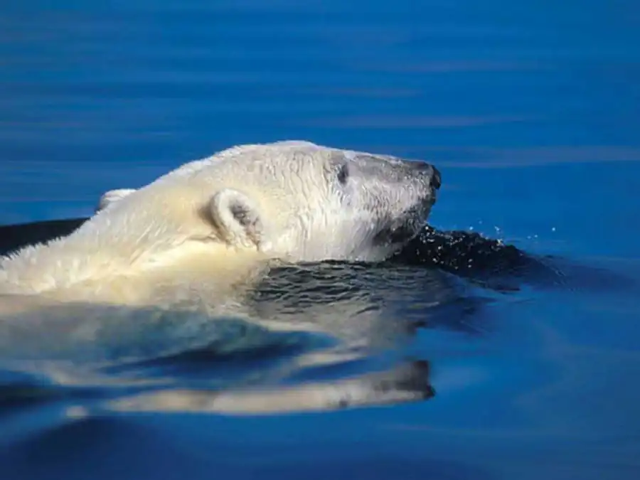 Движущие силы и отдельные шаги эволюции Движущие силы и отдельные шаги эволюции