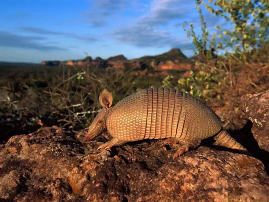 Внутривидовая борьба среди организмов Внутривидовая борьба среди организмов