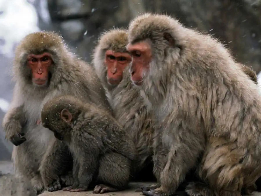 Хромосомный полиморфизм Хромосомный полиморфизм