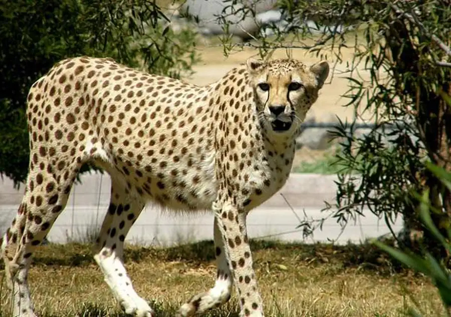 Необратимость эволюции Необратимость эволюции