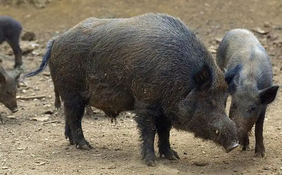 Проблема необратимости эволюции Проблема необратимости эволюции