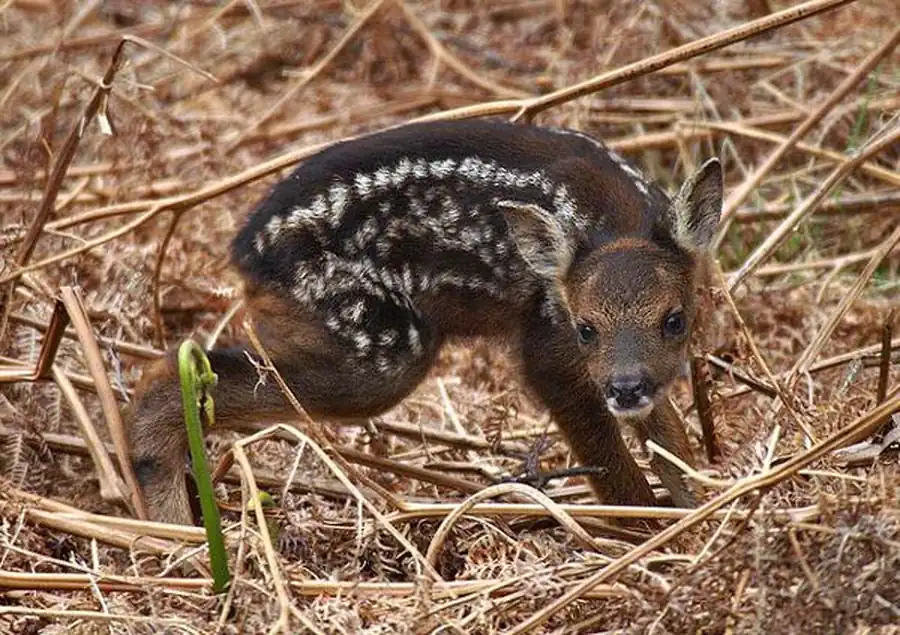 Исследование закона необратимости эволюции Исследование закона необратимости эволюции