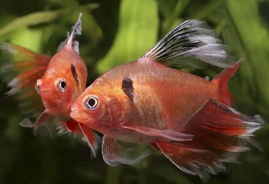 Харациновые рыбки Харациновые рыбки