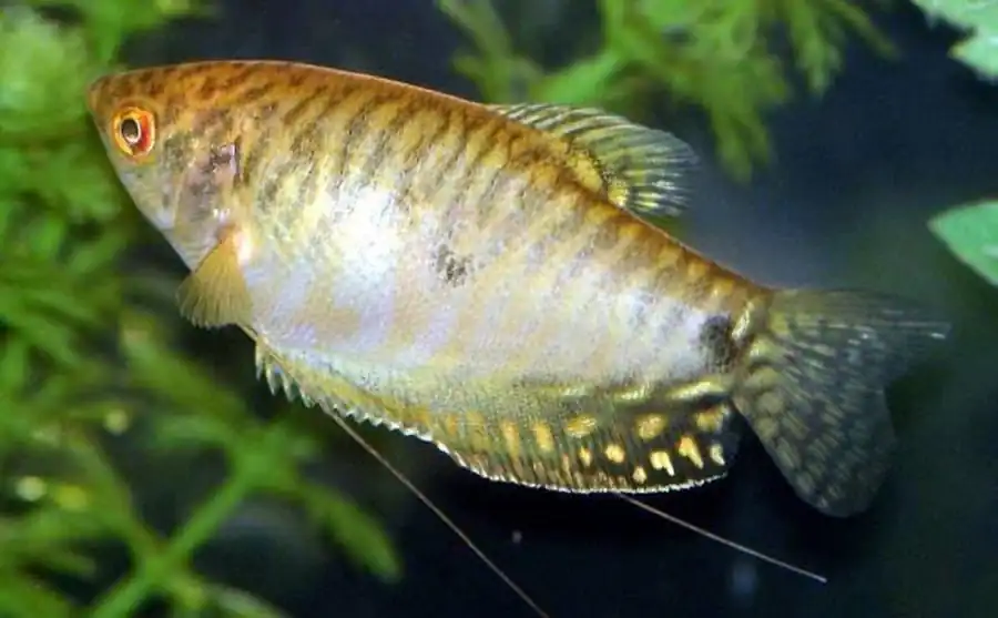 Золотые гурами Золотые гурами