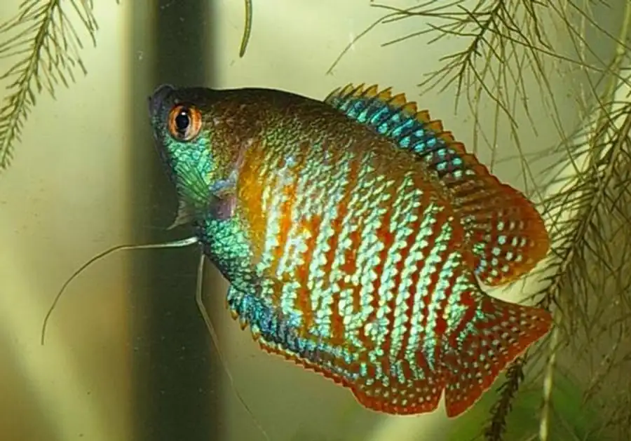 Лялиус (Colisa lalia) Лялиус (Colisa lalia)