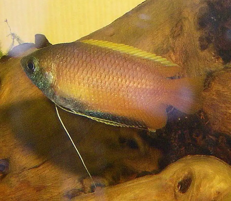 Медовый гурами (Colisa (chuna) sota) Медовый гурами (Colisa (chuna) sota)