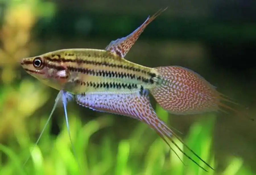 Ворчащий гурами (Trichopsis vittata) Ворчащий гурами (Trichopsis vittata)