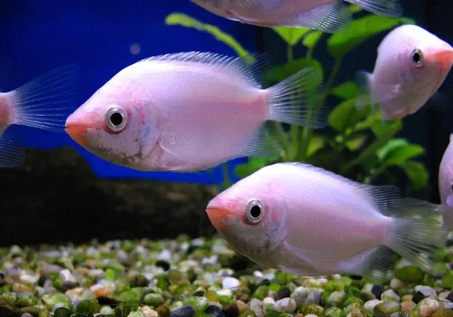 Хелостома, или целующийся гурами (Helostoma temminckii) Хелостома, или целующийся гурами (Helostoma temminckii)