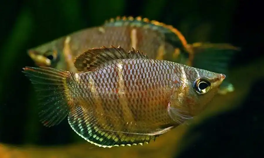 Гурами шоколадный (Sphaerichthys osphronenoides) Гурами шоколадный (Sphaerichthys osphronenoides)