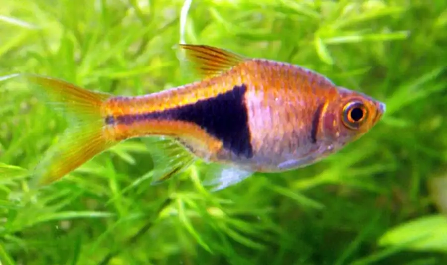 Расбора (Rasbora heteromorpha)