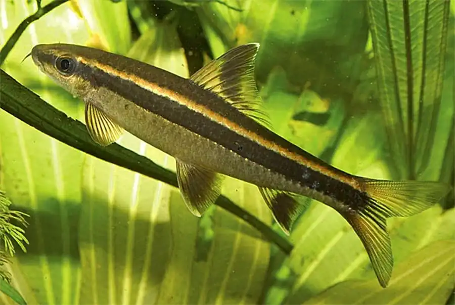  Эпальцеоринх красноплавничный (Epalzeorhynchus kallopterus)