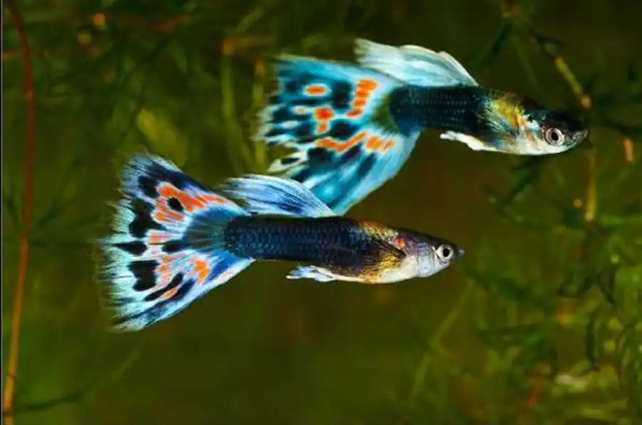 Гуппи (Poecilia reticulata)