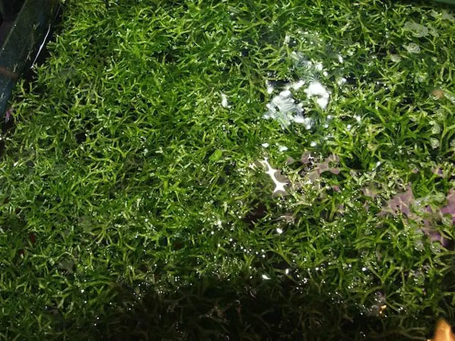 Риччия (Riccia fluitans) Риччия (Riccia fluitans)