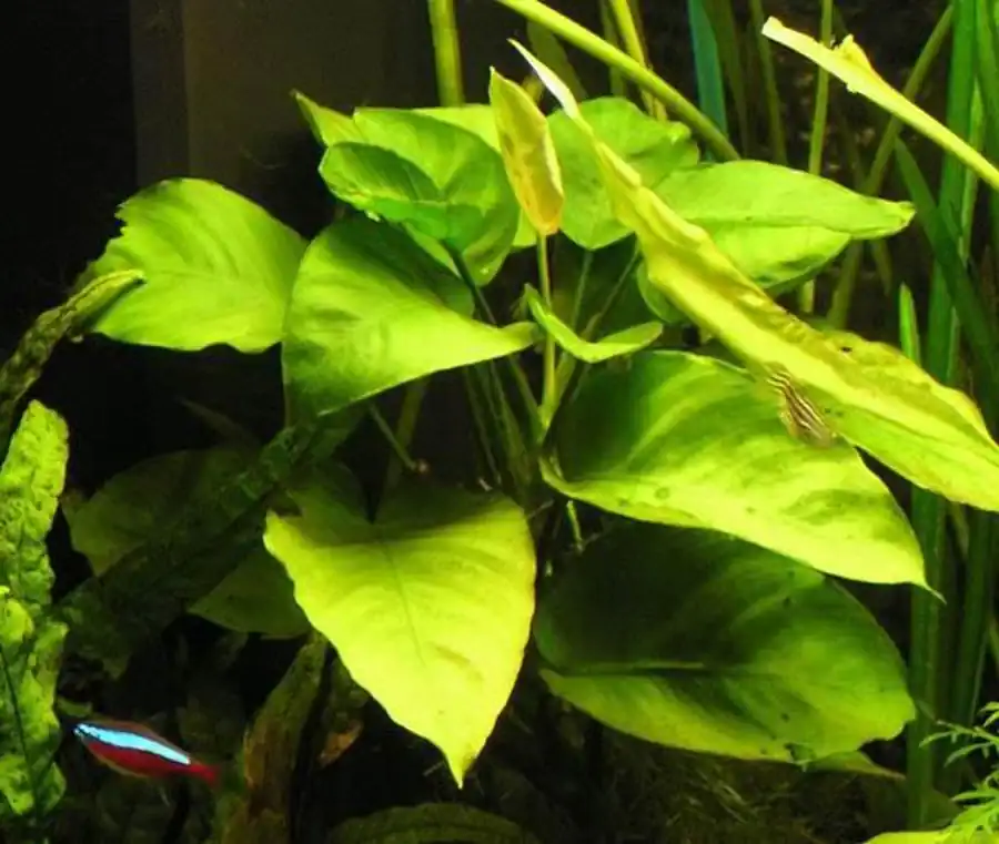 Анубиас Бартера (Anubias barteri var. barteri) Анубиас Бартера (Anubias barteri var. barteri)