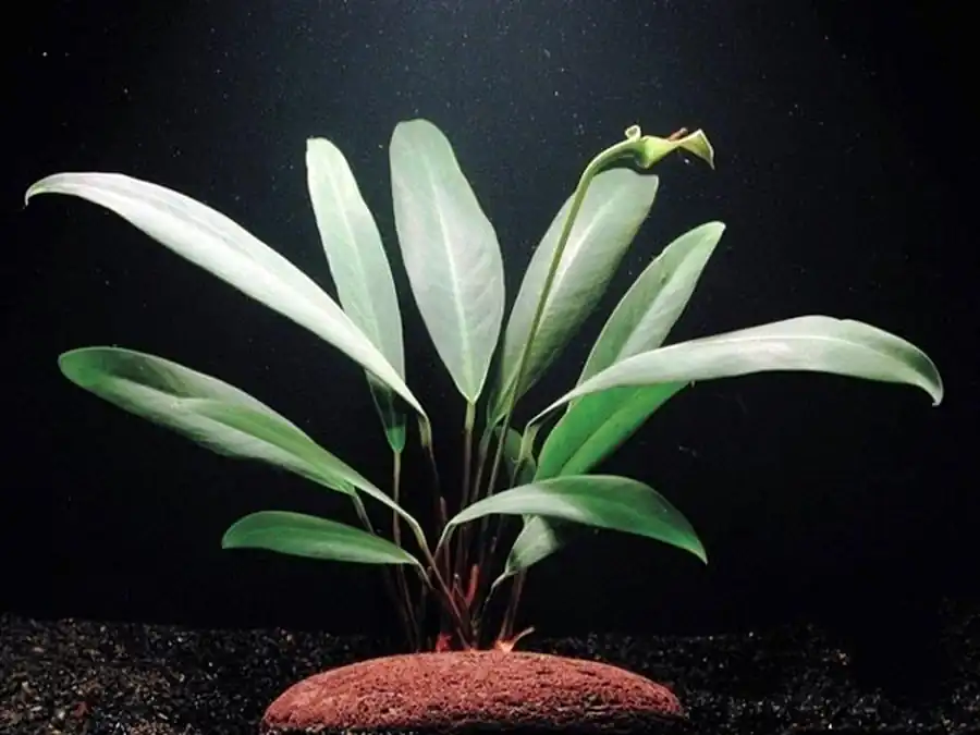 Анубиас Афцели (Anubias afzelii) Анубиас Афцели (Anubias afzelii)