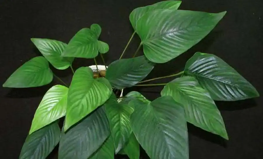 Анубиас грациозный (Anubias gracilis) Анубиас грациозный (Anubias gracilis)