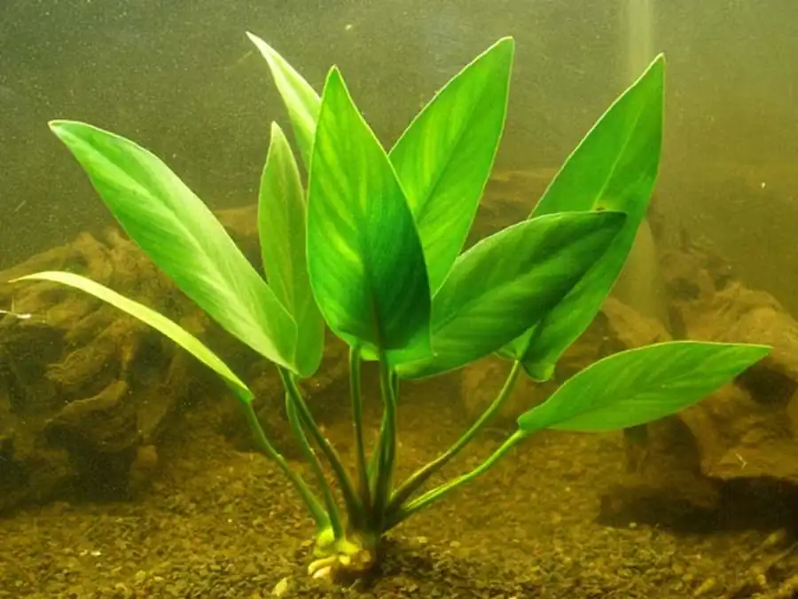 Анубиас копьевидный (Anubias hastifolia) Анубиас копьевидный (Anubias hastifolia)