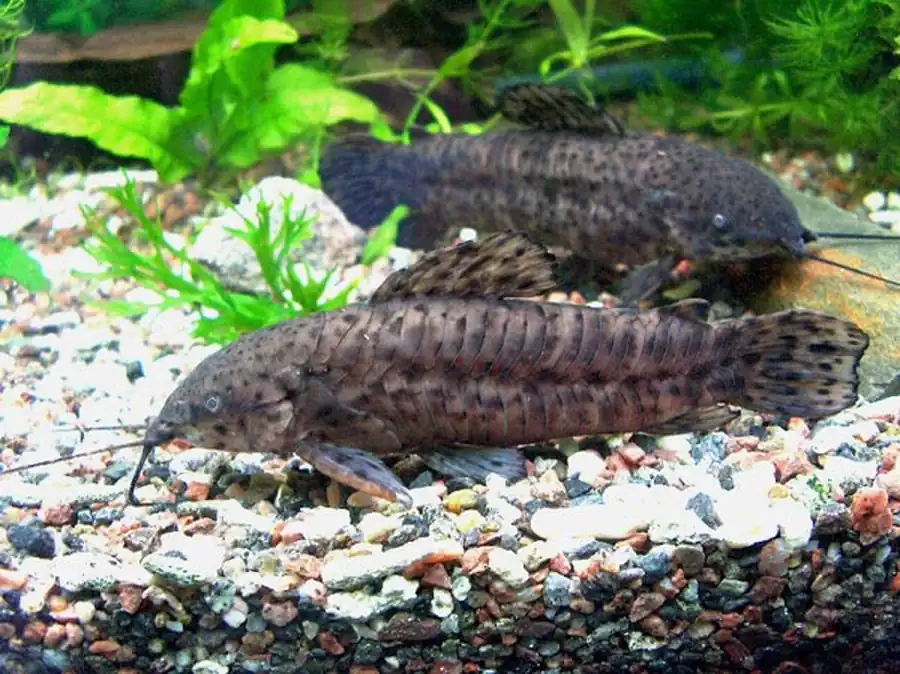 Торакатум (Hoplosternum thoracatum)