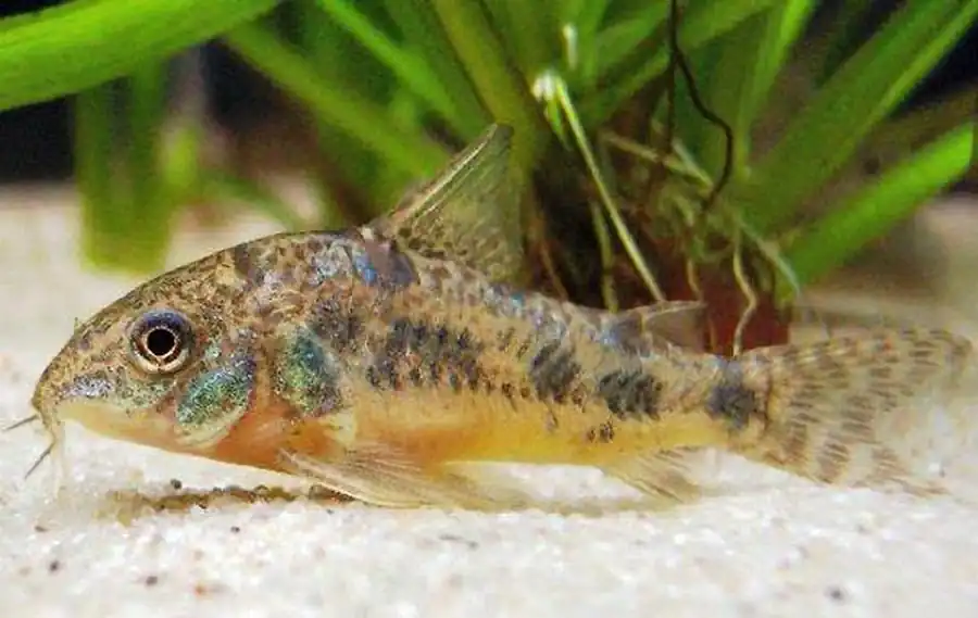 коридорас (Corydoras)
