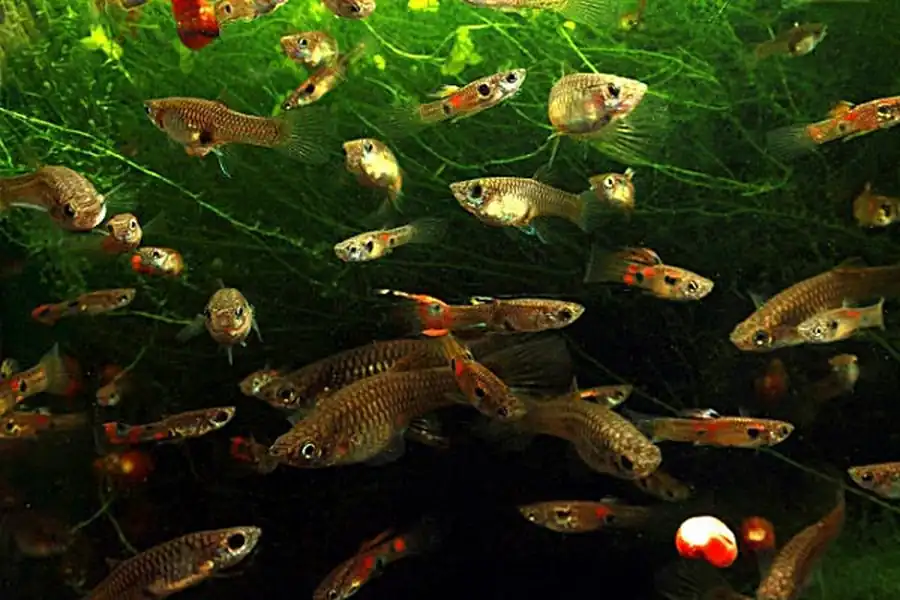 Сокращения и условные обозначения в аквариумистике Сокращения и условные обозначения в аквариумистике