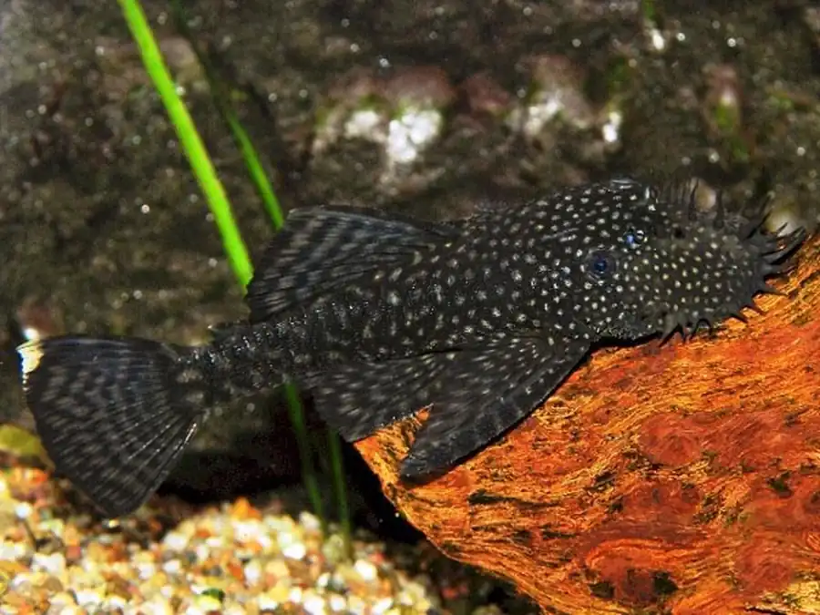 Анциструс (Ancistrus dolichopterus)