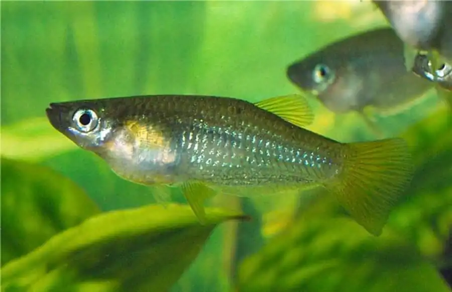 Alfaro cultratus Альфаро амазонский, или бирюзовый, или альфаро-нож Alfaro cultratus Альфаро амазонский, или бирюзовый, или альфаро-нож