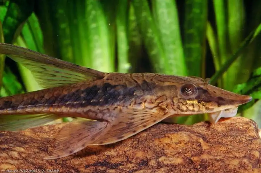 Стурисома (Sturisoma panamense)