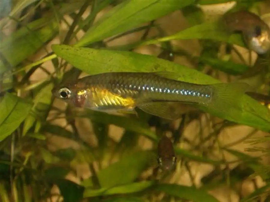 Girardinus falcatus Гирардинус обыкновенный Girardinus falcatus Гирардинус обыкновенный