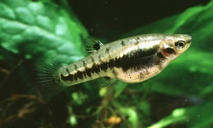 Heterandria formosa Гетерандрия формоза. «Формоза»