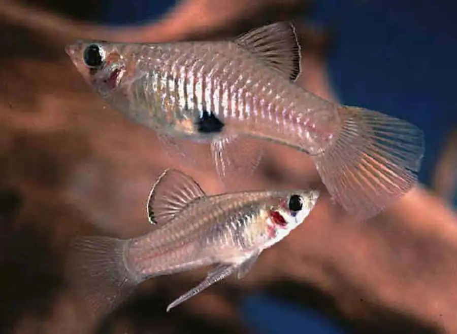 Phallichthys amates Фаллихтис аматес