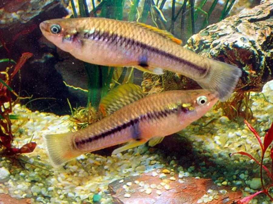 Poecilia caudofasciata Лимия (пецилия) ямайская