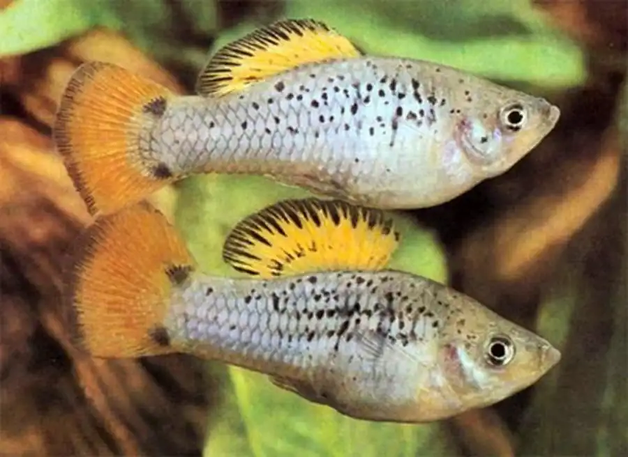 Poecilia (Mollienesia) latipinna  Моллинезия широкоплавничная. Лятипинна
