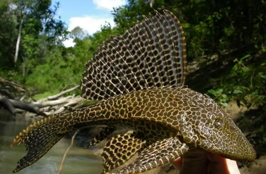 Парчовый птеригоплихт (Pterygoplichthys gibbiceps)