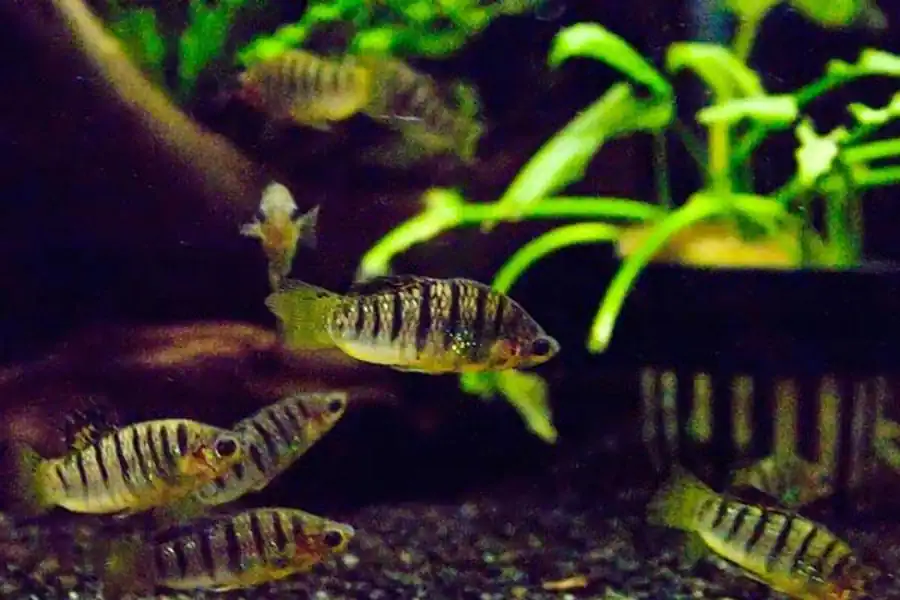 Poecilia nigrofasciata Лимия чернополоосая