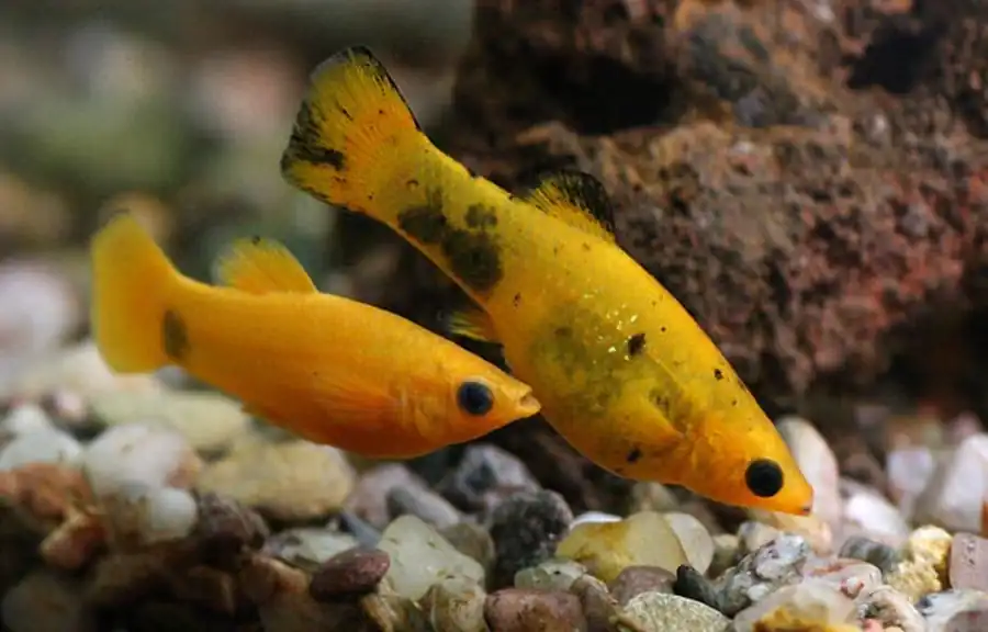 Poecilia sphenops Моллинезия сфенопс