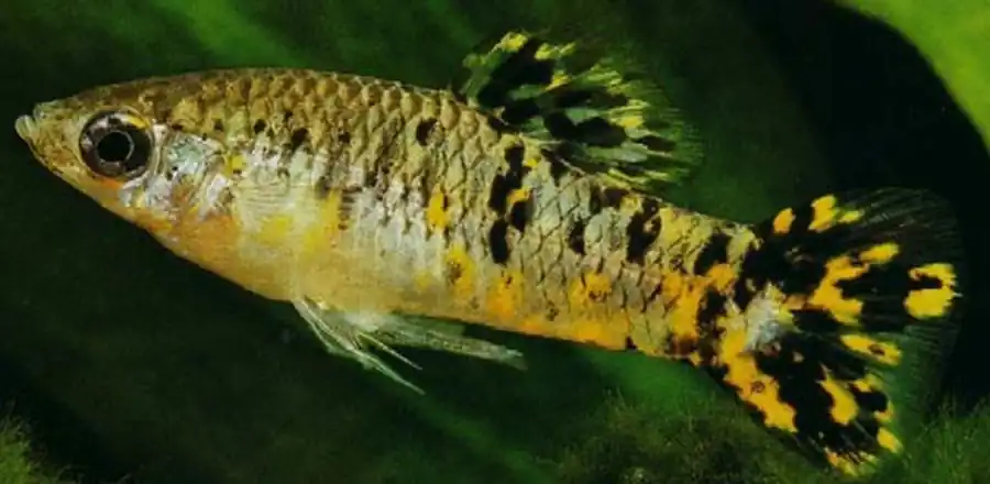 Poecilia vittata  Лимия виттата, или пятнистая, или крапчатая