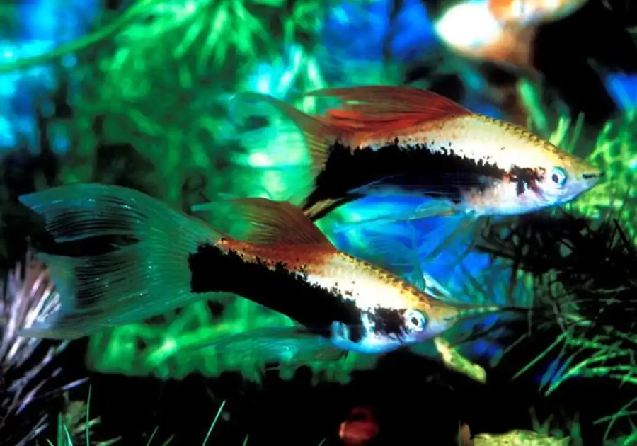 Xiphophorus helieri  Меченосец Геллера, или обыкновенный