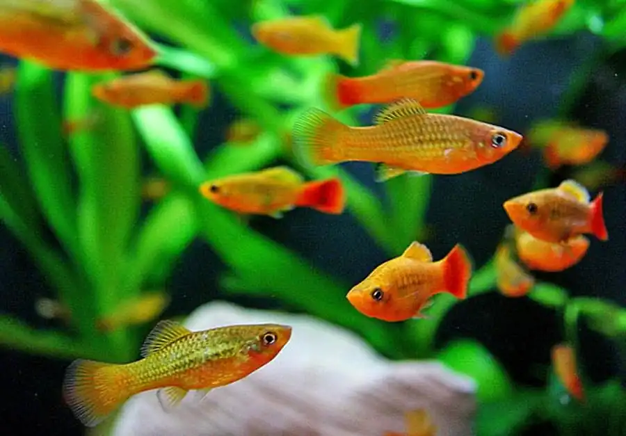 Xiphophorus variatus  Плятипецилия («пецилия») трехцветная, или многоцветная, или изменчивая