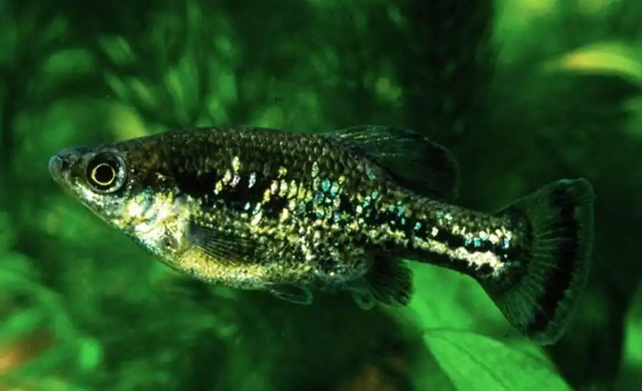 Ameca splendens Амека глянцевая