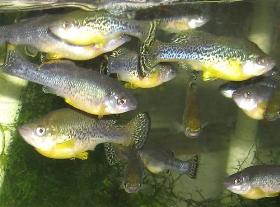 Iliodon furcidens Илиодон малоголовый